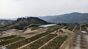 高知の柑橘畑