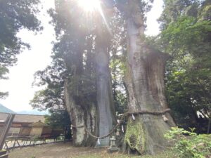 美空ひばりの遺影碑｜日本一の杉の大杉